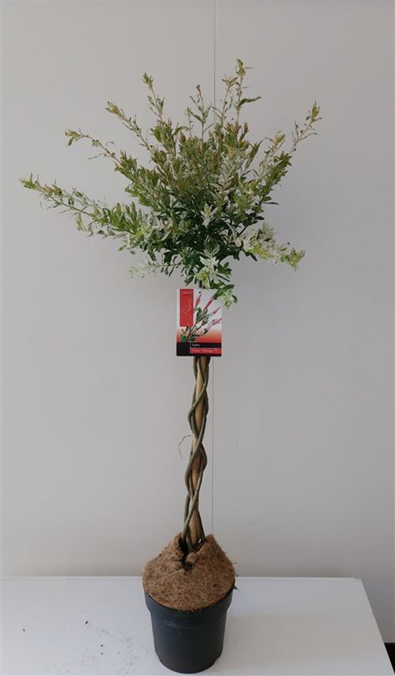 Salix integra 'Flamingo' - C4 70 CM stam gevlochten pink pot